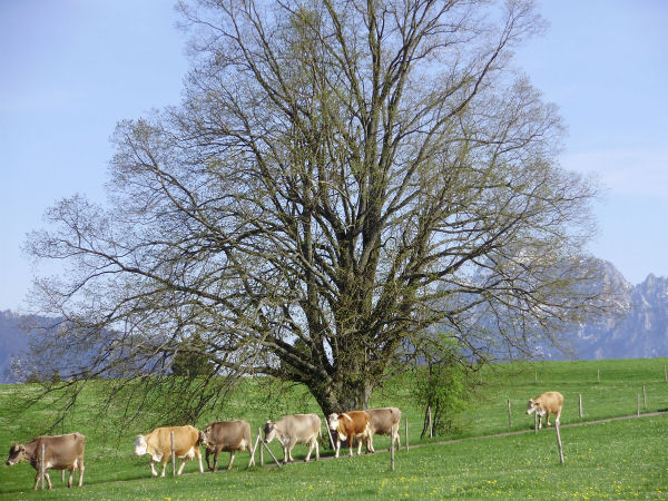 Die Khe auf dem Weg zur Weide